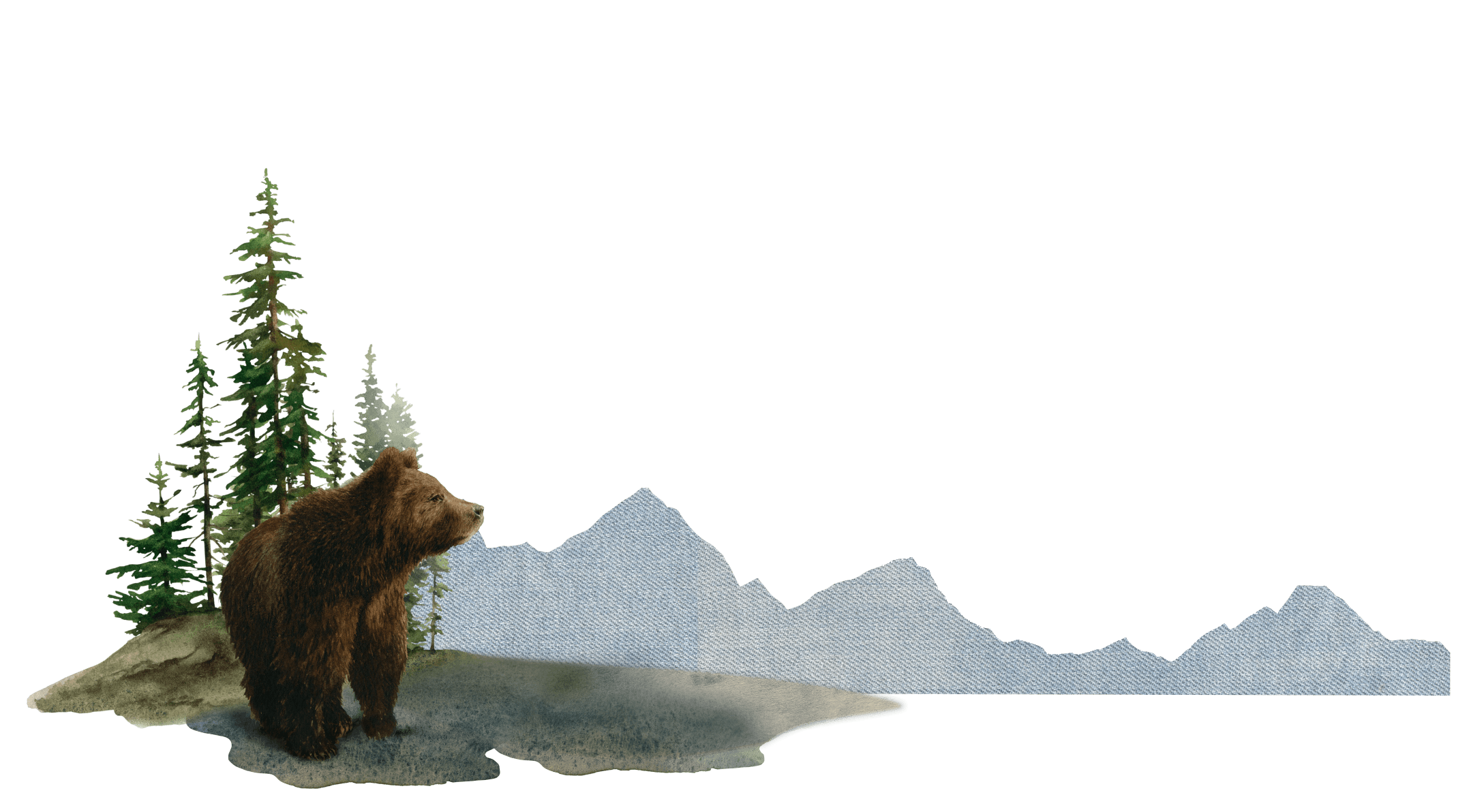 bear