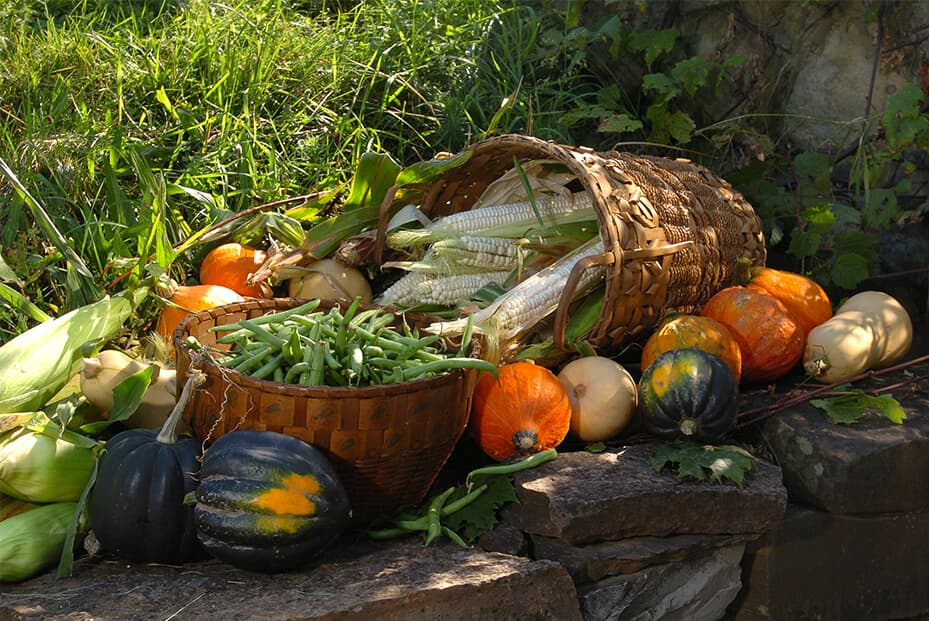 Companion Planting