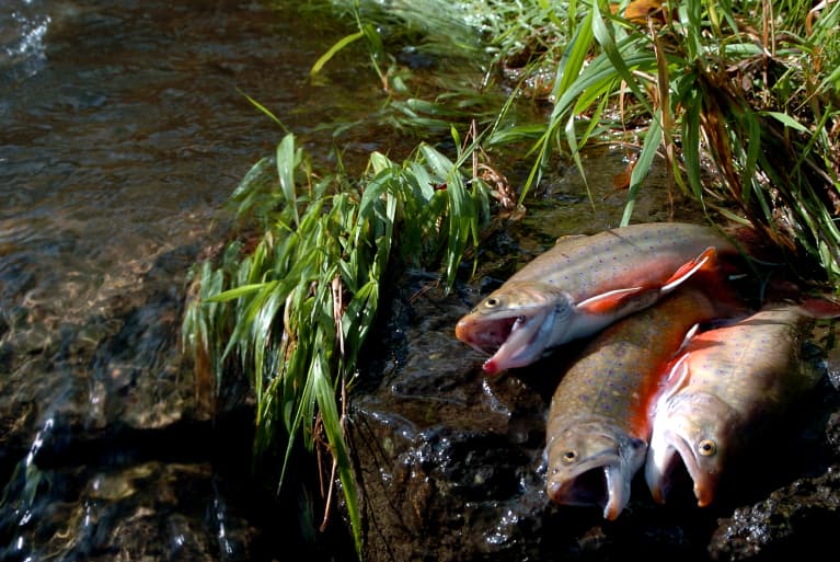 Haudenosaunee Hunting and Fishing Techniques
