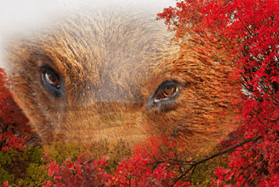 Image wrapper - Autumn Color